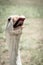 Funny closeup image of the head of a giggling and gaggling white goose showing its tongue