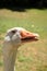 Funny closeup image of the head of a giggling and gaggling white goose showing its tongue