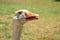 Funny closeup image of the head of a giggling and gaggling white goose showing its tongue