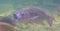 Funny closeup of a mozambique tilapia swimming with open mouth, fish talking, popular aquarium pets
