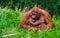 Funny closeup portrait of a bornean orangutan making sound and showing its teeth, critically endangered primate specie from Borneo