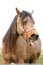 Funny closeup portrait of morgan mare head and nose