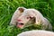 Funny closeup portrait of a  very cute, flurry wooly white lamb in the green grass