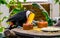 Funny closeup of a toco Toucan eating seeds from a small bowl, tropical bird specie from America