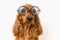 Funny Cocker Spaniel dog with eyeglasses isolated on white