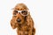 Funny Cocker Spaniel dog with eyeglasses isolated on white