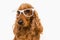 Funny Cocker Spaniel dog with eyeglasses isolated on white