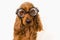 Funny Cocker Spaniel dog with eyeglasses isolated on white