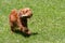 Funny cocker spaniel with a stick in his teeth