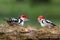 Funny collage with two middle spotted woodpeckers