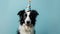 Funny Collie Dog celebrating party birthday or carnival wearing party hat. Blue background