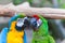 Funny colored large macaws pair Parrots Ara