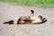 Funny colorpoint cat lying on the road