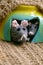 Funny concept for rat year, couple mouse animal warm in mice cave