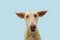 Funny confused or disconfort dog expression with big  ears flattening. Isolted on blue background