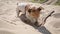 Funny cool dog playing with wooden stick in sand. Jack Russell terrier enjoying summer
