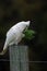 Funny corella (Licmetis) on a bar fence with a plant leave on its mouth