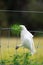 Funny corella (Licmetis) on a bar fence with a plant leave on its mouth