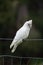 Funny corella (Licmetis) on a bar fence with a plant leave on its mouth