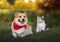 Funny corgi dog and a fluffy serious cat walks on the green grass on a sunny lawn in a summer garden