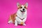 Funny Corgi dog with a gold medal of the winner of the show hanging on the neck smiles with tongue out on a bright pink background