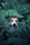 funny corgi dog puppy walks in the park and hid in the thick leaves of a fern and stuck out one nose