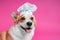 Funny Corgi dog in a white cooking chef cap on head joyfully smiles with tongue out on a bright pink background