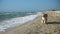 Funny corgi fluffy dog running by the sandy sea shore