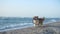 Funny corgi fluffy dog running by the sandy sea shore