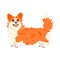 Funny corgi vector flat illustration. Cute dog breed