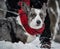 Funny corgi on the winter snow in a scarf. Winter clothes