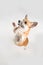 Funny corgie dog standing up on his rear legs on the white background in studio