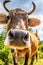 Funny cow with flies photoshooting by fish eye