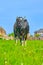 Funny cow on a green meadow. Black and white cow grazing on meadow