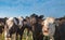 Funny cows looking at the camera on a sunny day