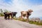 Funny cows on narrow mountain road.