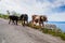 Funny cows on narrow mountain road.