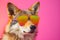 Funny coyote wearing sunglasses in studio with a colorful and bright background. Generative AI