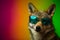 Funny coyote wearing sunglasses in studio with a colorful and bright background. Generative AI