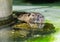 Funny coypu with orange tooths swims in a pond