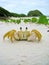 Funny crab in a sandy wild beach of Honey Island (Ilha do Mel),