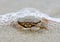 Funny crab sitting on the sand in the sea foam.