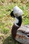 Funny crested duck on the grass close up