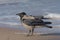 Funny crow on the beach