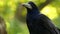 A funny crow turns its head and takes off in a park in slo-mo