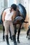 Funny curious chestnut horse asking for treats from coach