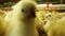 Funny curious chick looking to camera with crowd broiler chickens at farm