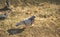 Funny curious dove, birds, beautiful sunlit background