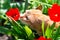 Funny curious red-haired tabby cat walking in the spring garden sniffs red tulips. Adorable domestic animal. Cute pet otdoor among