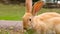 Funny curious red rabbit with big ears chewing green grass